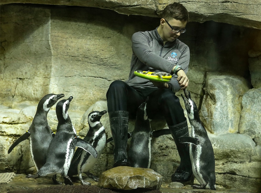Penguins, Chicago Shedd Aquarium